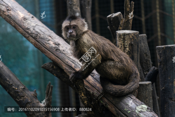 懸猴