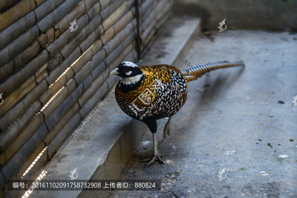 環(huán)頸雉
