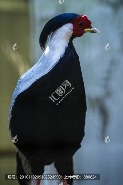 白鷴