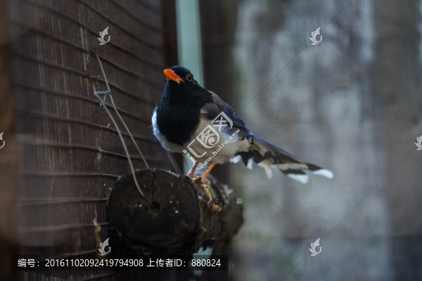 紅嘴藍(lán)鵲