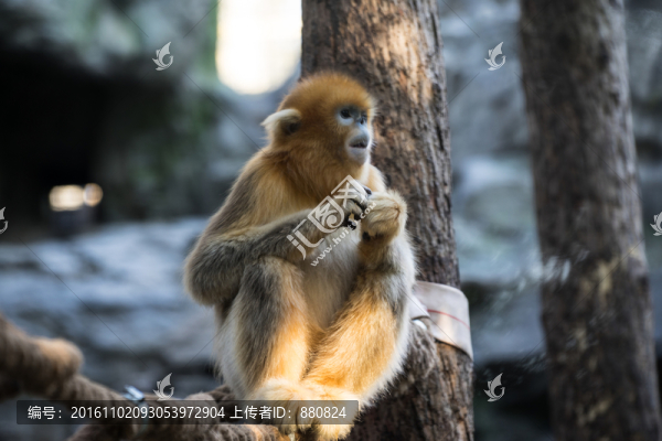 金絲猴