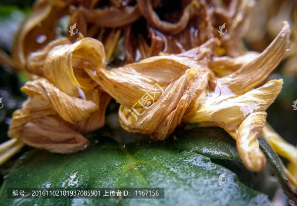 殘菊