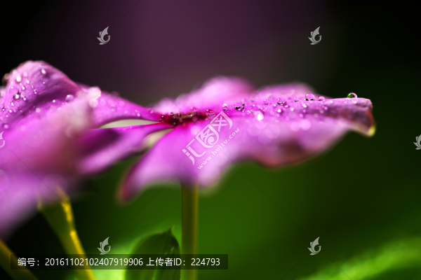 四季梅