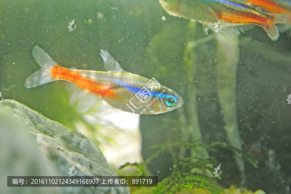 水族箱,金魚(yú),紅綠燈魚(yú)