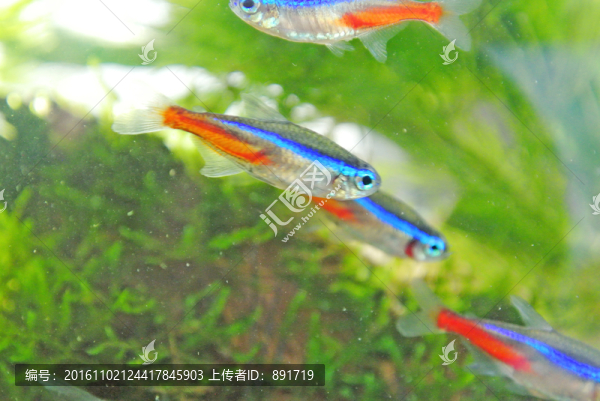 水族箱,金魚,紅綠燈魚
