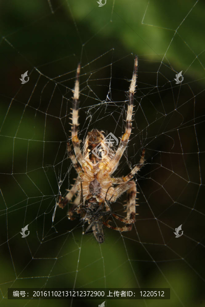 十字園蛛（Araneus,diadematus）