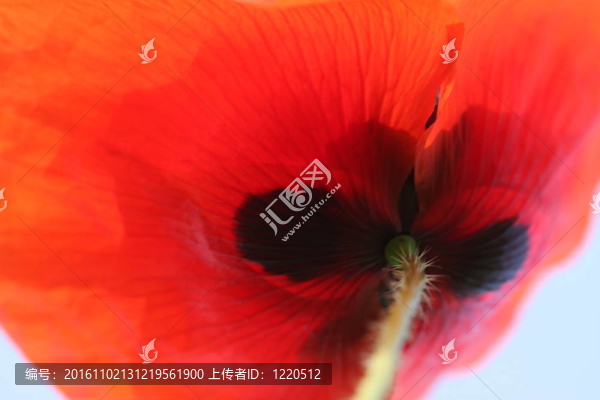 罌粟