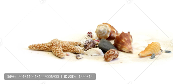 珍貴的貝殼