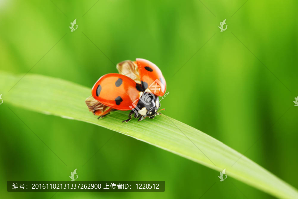 瓢蟲在草