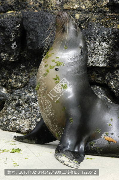 加拉帕戈斯海獅