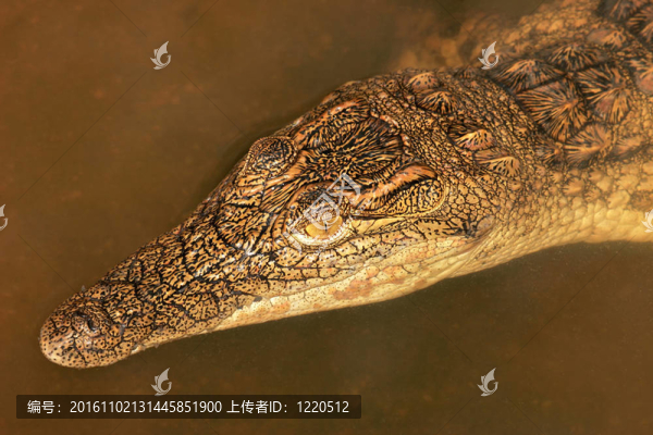 尼羅鱷