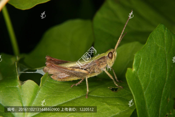 場蝗蟲（Chorthippus,apricarius）