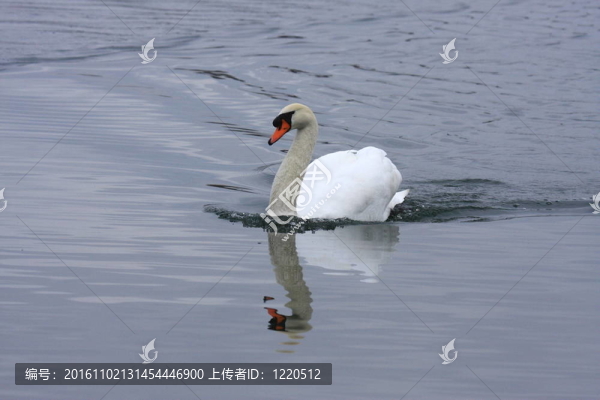 天鵝靜音