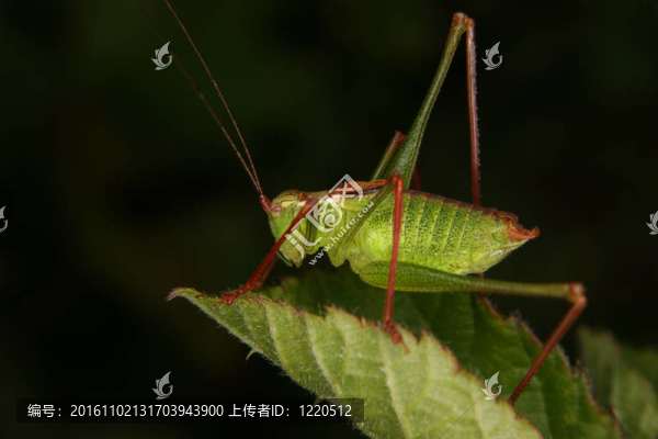 斑點布什蟋蟀（Leptophyes,punctatissima）