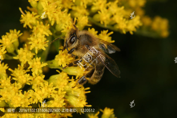 西方蜜蜂（Apis,mellifera）