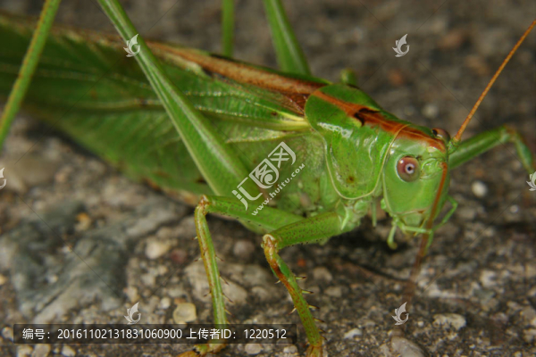 大綠蚱蜢（Tettigonia,viridissima）