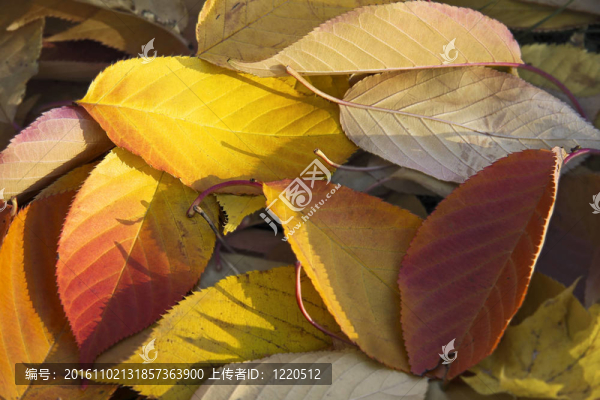 autumnleaf無縫背景