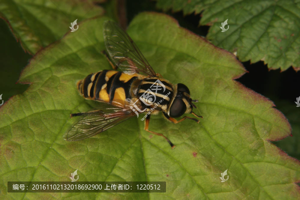 歐洲食蚜蠅（棘蠅屬特里費塔圖斯）