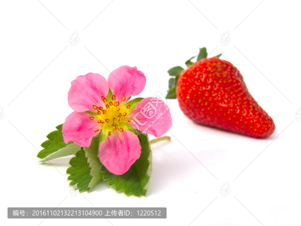 白色背景上的草莓和草莓花