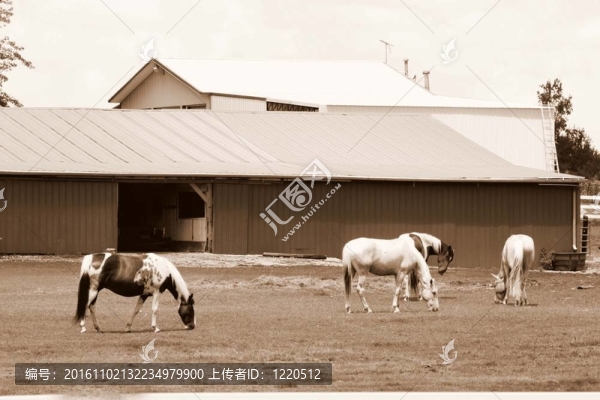 谷倉(cāng)前的馬