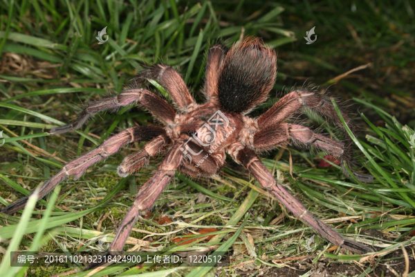 Tarantula（phormictopus,cochleasvorax）
