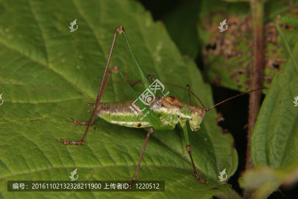 斑點(diǎn)布什蟋蟀（Leptophyes,punctatissima）