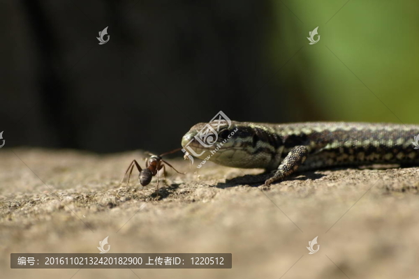蜥蜴和螞蟻；爬行動物