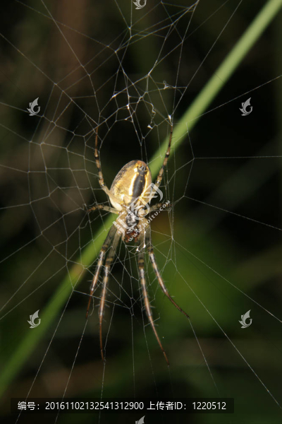 四點(diǎn)圓蛛（Araneus,quadratus）