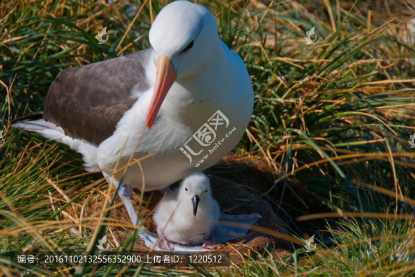Albatross,Mother與雞