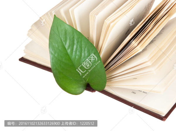 書(shū)中的綠葉書(shū)簽