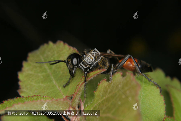 Ichneumon,wasp（姬蜂科）