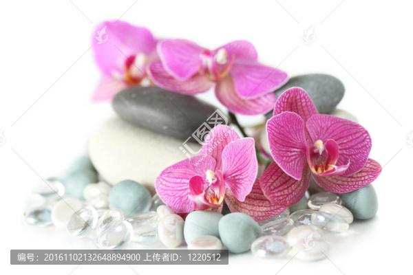 蘭花躺在石頭上
