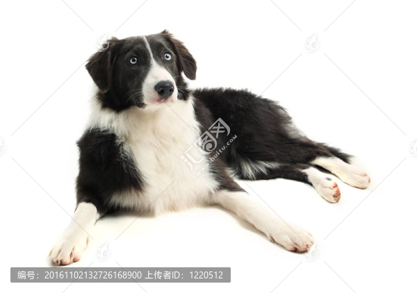 8個(gè)月大的邊境牧羊犬