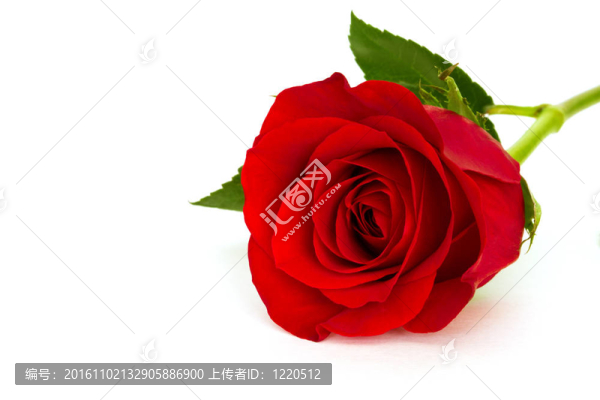 紅玫瑰