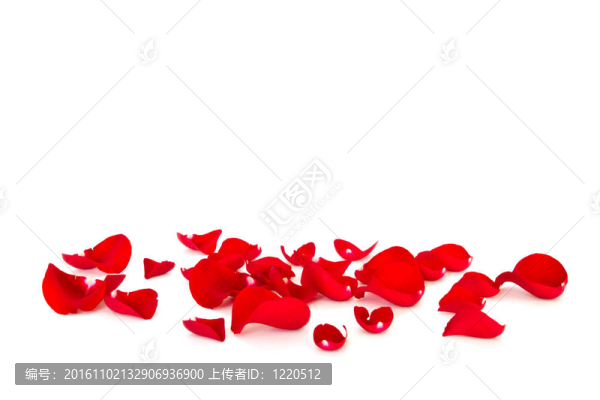 紅玫瑰的花瓣