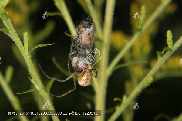 四點(diǎn)圓蛛（Araneus,quadratus）