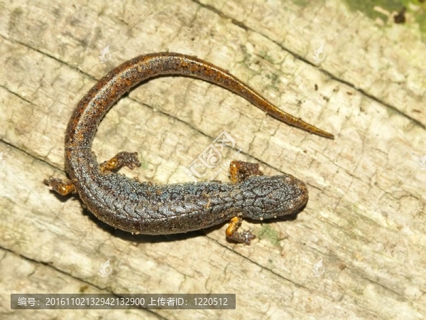 四趾蠑螈（hemidactylium,scutatum）
