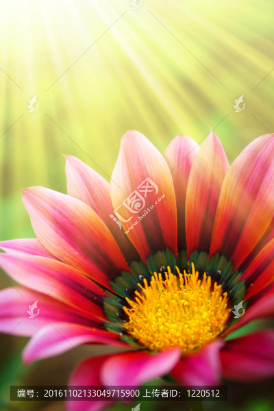 陽光明媚的雛菊