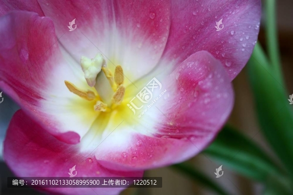早上的郁金香