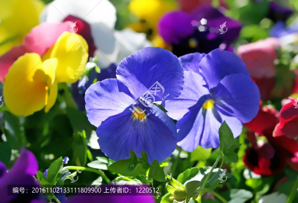 美麗的紫色花