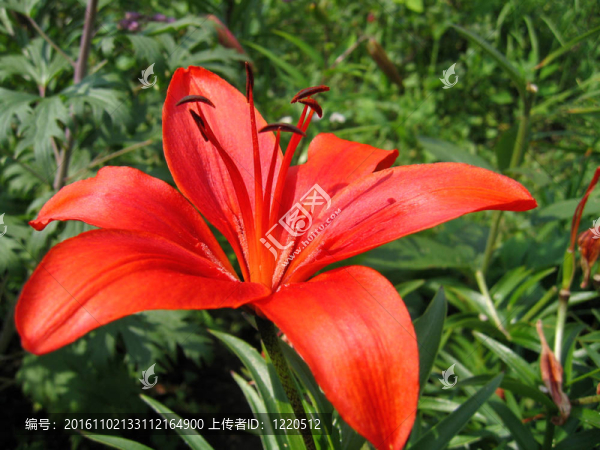 美麗的紅百合