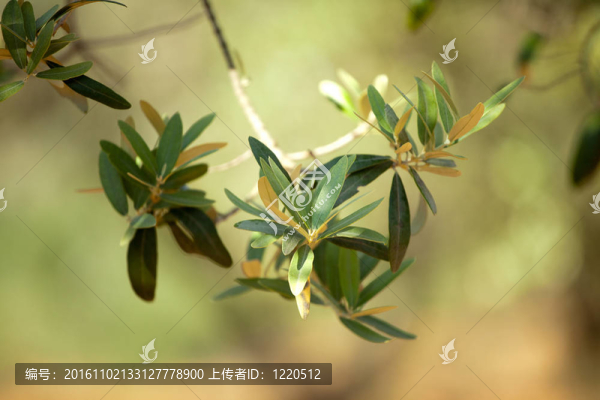 橄欖枝