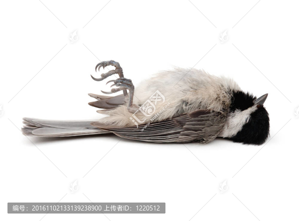 死鳥
