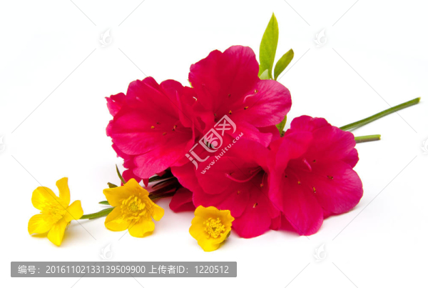 春天的花朵