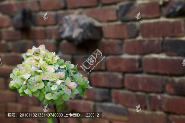 綠色的繡球花磚墻