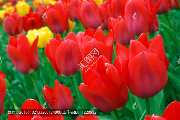 紅色和黃色的郁金香