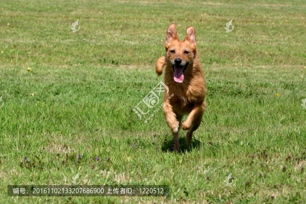 狗向你跑來