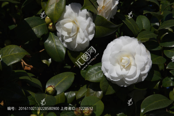 白色的山茶花暗布什
