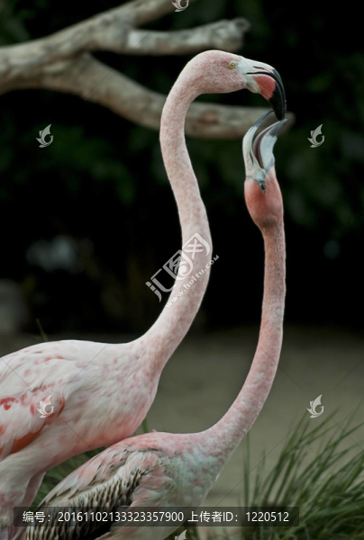 火烈鳥