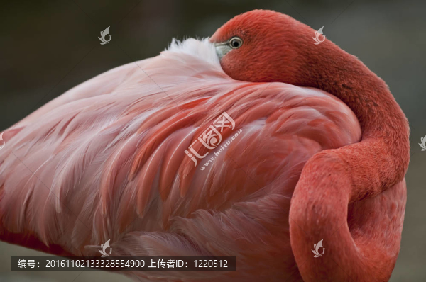火烈鳥鳥